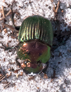 Scarab beetle