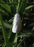 Bella moth - Utetheisa ornatrix, dorsal view