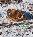 Common buckeye butterfly