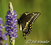 A Giant Swallowtail feeding on Pickerelweed.