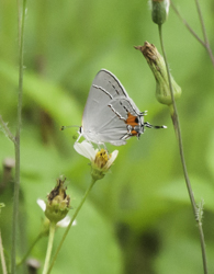 Grey hairstreak - ventral view