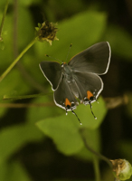 Grey Hairstreak - Strymon melinus