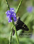 Longtailed Skipper - Urbanus proteus ventral view.