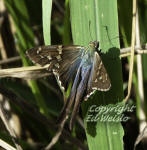 Longtailed Skipper- Urbanus proteus, dorsal view.