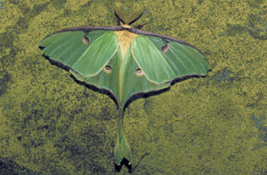 Luna Moth - Actias luna