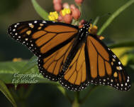 A male monarch butterfly nectaring on milkweed flowers.