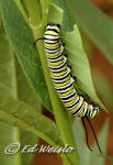 A Monarch caterpillar feeding on its host plant, Milkweed