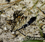 Image - Painted lady butterfly, ventral view.