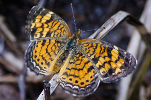 Pearl Crescent butterfly - Phyciodes tharos