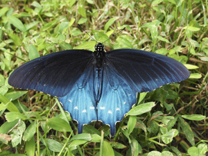 Pipevine swallowtail butterfly -  Battus philenor (Male)