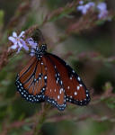 Queen butterfly - Danaus gilippus