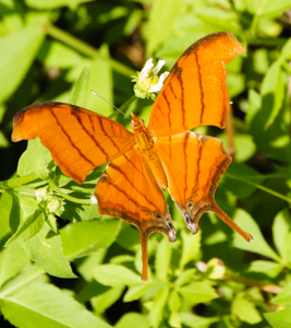 Ruddy Daggerwing nectaring