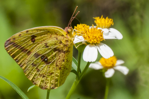 Sleepy Orange butterfly - Abaeis nicippe