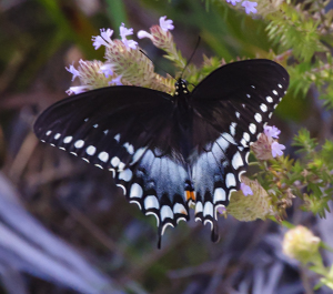 Spicebush butterfly - papilio troilus ilioneus