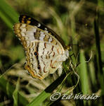 White Peacock butterfly, ventral view.