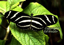 Zebra Longwing (Heliconius charitonius) Florida's state butterfly