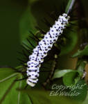 A Zebra longwing caterpillar on a passionvine.