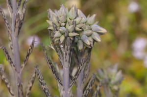 Chandelier plant, flower buds and leaves