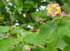 Lantana, Shrub verbena (Lantana camara) image