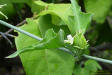 Latex plant detail