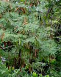 Lead tree seedpods