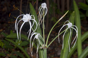 Mangrove_spiderlily flowers (Hymenocallis latifolia)