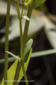 Manyflower beardtongue leaves