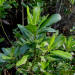 Leaf detail of Myrsine