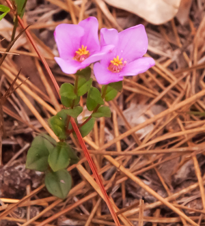 Nuttall's Meadowbeauty with two  flowers