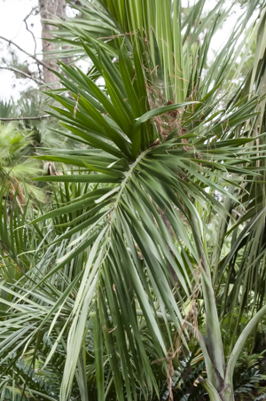 Buccaneer palm - frond detail