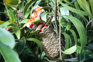 Zamia integrifolia fruit and seeds