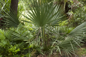 Dwarf palmetto - Sabal minor