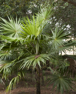 Florida Thatch Palm