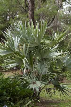 Keys thatch palm