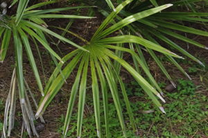 Detail of Needle palm leaf