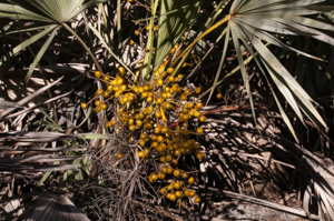 Saw palmetto fruit