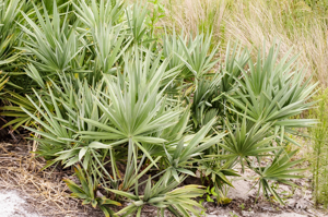 Saw palmetto - Serenoa repens