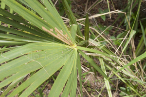 Scub palmetto leaf detail