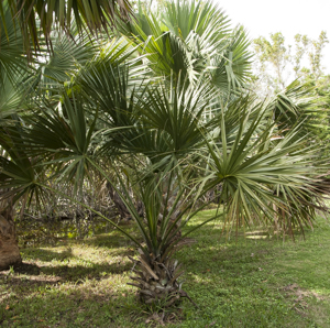 Scrub palmetto - Sabal etonia