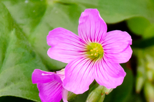 Pink sorrel flower