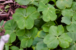 Pink sorrel leaf