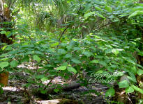 Red mulberry tree