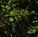 Rough velvetseed fruit