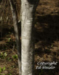 rough velvetseed trunk