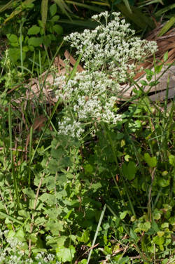 Roundleaf thoroughwort - Eupatorium rotundifolium