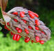 Image - Southern Magnolia seeds. 