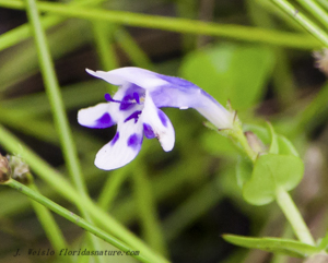 Savannah False Pimpernel