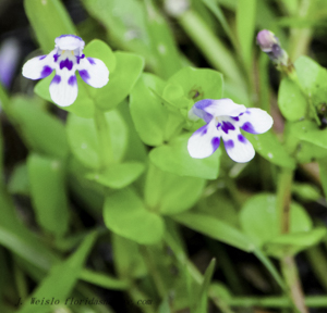 Savannah False Pimpernel