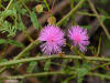 Image - Sensitive briar vine (Mimosa microphylla)