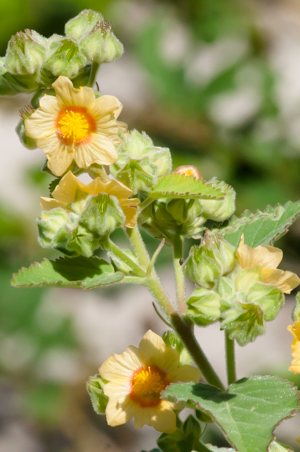 Sida cordifolia - Flower close-up detail